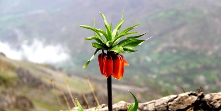 La fleur de la liberté des montagnes du Kurdistan