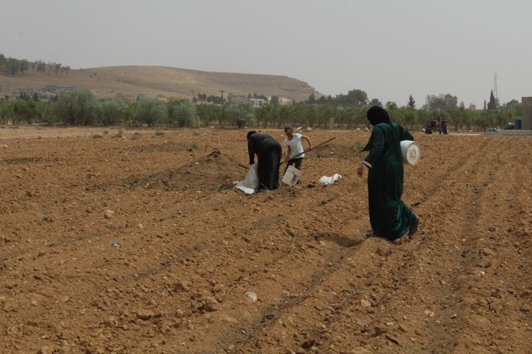 TABQA, Les femmes actives dans la saison agricole que la Turquie veut gâcher