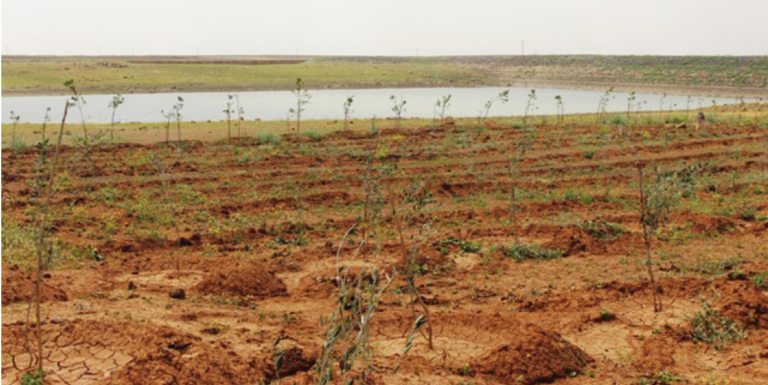 ROJAVA : La région de Cizirê améliore son système écologique 