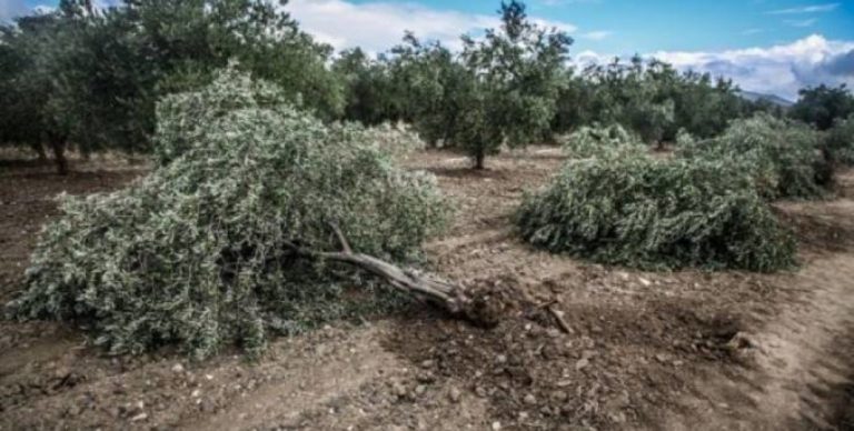 La Turquie admet avoir pillé les olives d’Afrin