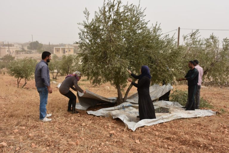 Enquête sur l’huile d’olive d’Afrin vendue en Europe