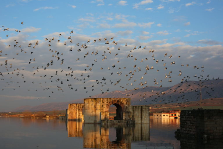 Les oiseaux endeuillés d’Hasankeyf