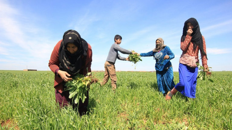 ROJAVA. Les femmes libres du JINWAR accueillent le printemps