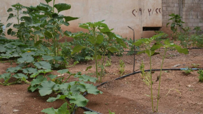 ROJAVA. Des potagers urbains poussent à Qamishlo