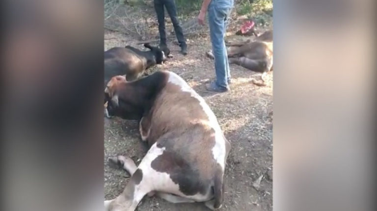 TURQUIE. Villageois kurdes tabassés et des vaches abattues par l’armée turque à Amed