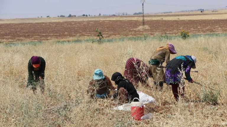 ROJAVA. Une coopérative agricole féminine à Tirbespiyê