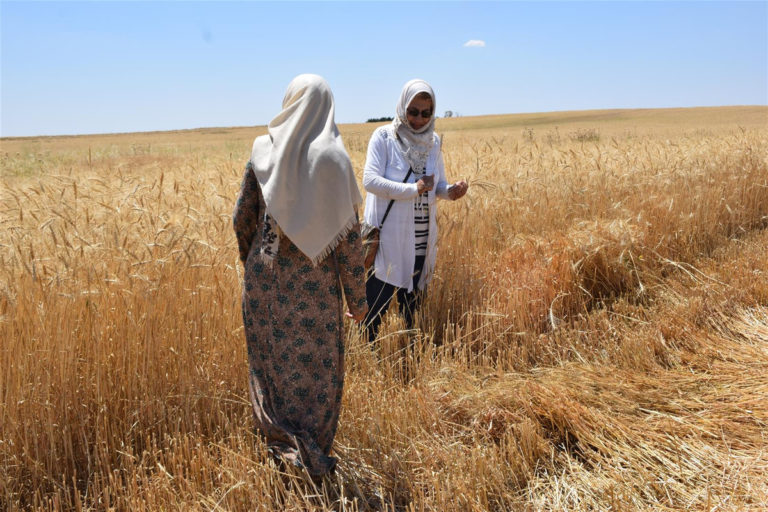 ROJAVA. Les femmes dirigent les coopératives agricoles dans 8 villages de Qamishlo