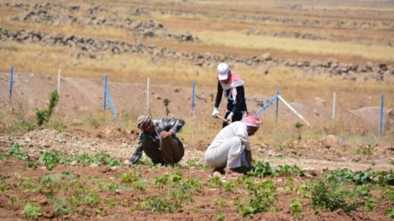 Lancement de la campagne « Un arbre pour Shengal »