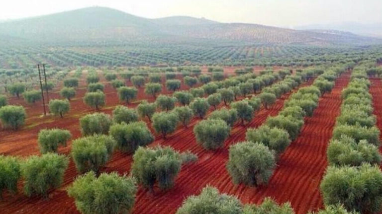 La Turquie tente d’exporter 90 000 tonnes d’huile d’olive d’Afrin vers les États-Unis