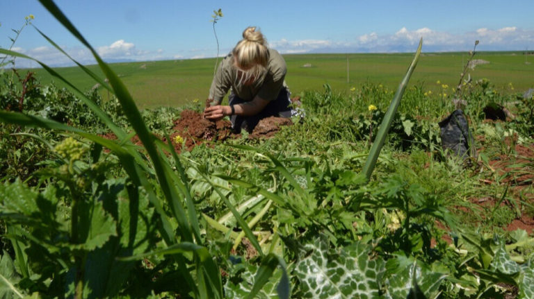 Rojava. Les coopératives comme stratégie révolutionnaire