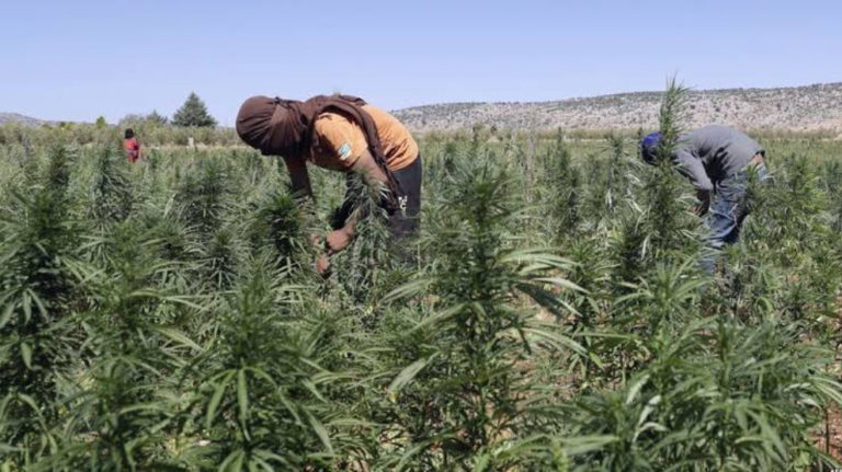 OSDH: Des gangs alliés à la Turquie plantent du cannabis dans la campagne d’Afrin