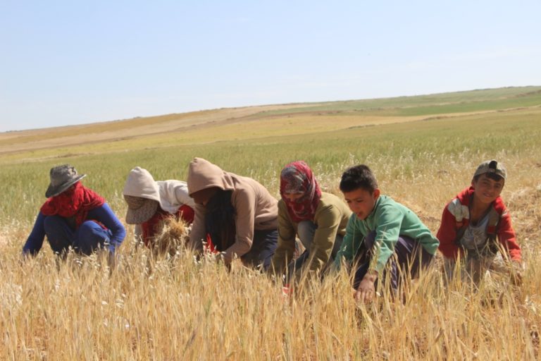 La sècheresse et la coupure d’eau de l’Euphrate par la Turquie tuent l’agriculture du Rojava