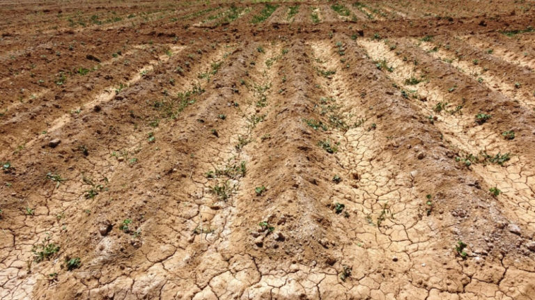 La guerre de l’eau de la Turquie fait chuter de 50% la production agricole à Girê Spî