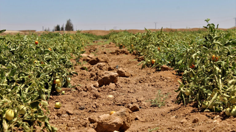 ROJAVA. La production locale assure l’autosuffisance alimentaire