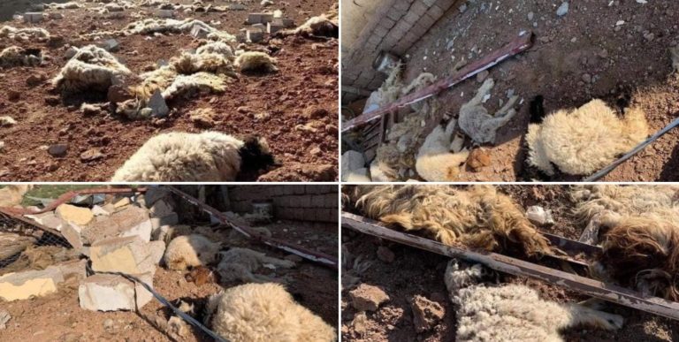 KURDISTAN. Des frappes turques massacrent des moutons dans la région de Duhok