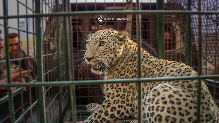 KURDISTAN. Un léopard capturé dans la province kurde de Duhok