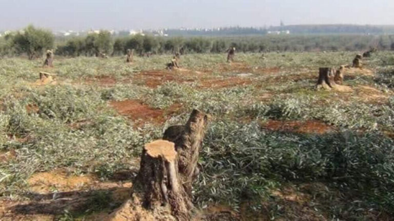 ÉCOCIDE. Les mercenaires de la Turquie ont abattu 700 autres oliviers à Afrin