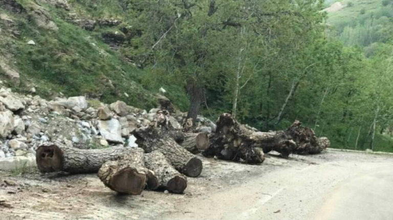 TURQUIE. Des noyers de 300 ans abattus à Van / Bahçesaray et vendus par des membres de l’AKP