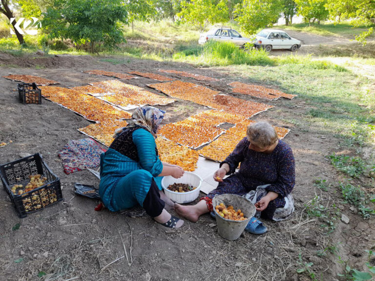 KURDISTAN. Séchage d’abricots