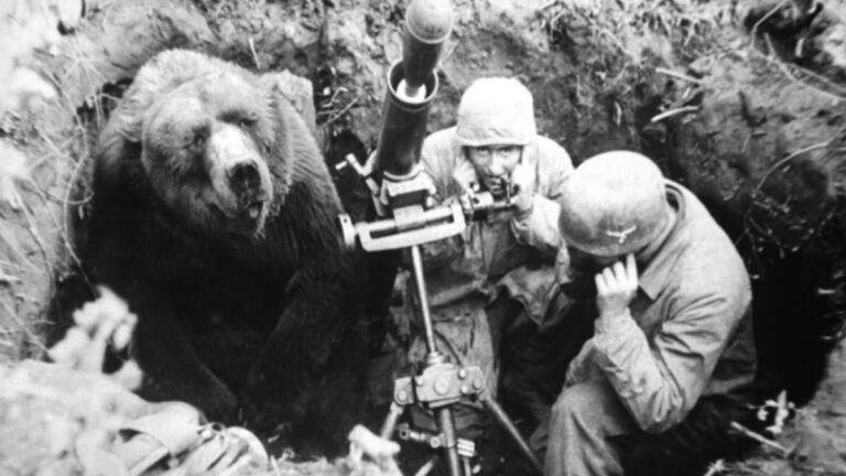 Wojtek, ours « kurde » devenu un héros de la 2. Guerre mondiale