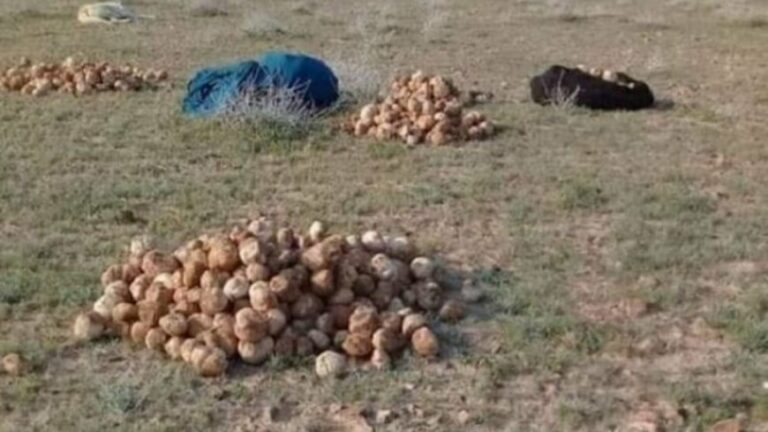 SYRIE. Trois femmes cueillant des truffes tuées dans la région de Deir ez-Zor