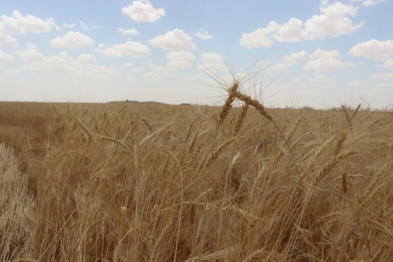 ROJAVA. Les attaques destructrices turques frappent l’économie de l’administration kurde