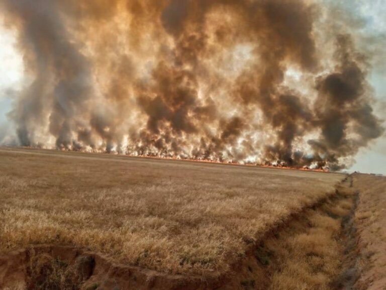 ÉCOCIDE. Les crimes de guerre turcs détruisant la nature du Rojava