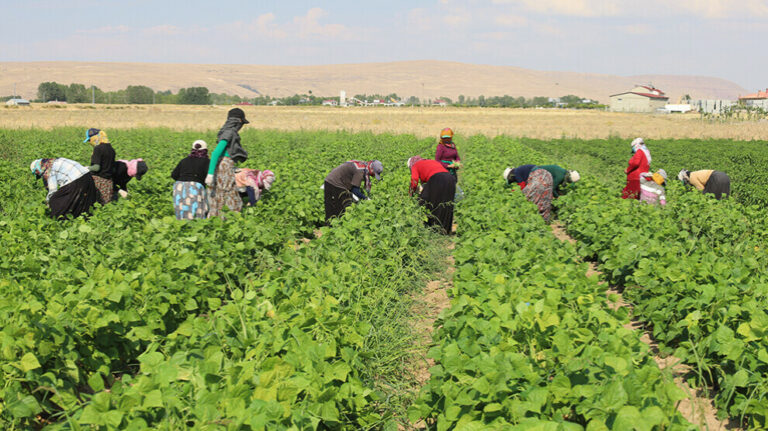 TURQUIE. Les femmes exploitées par le secteur agricole