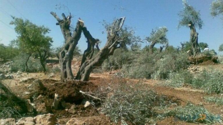 ECOCIDE. Des mercenaires de la Turquie ont abattu 164 oliviers à Afrin