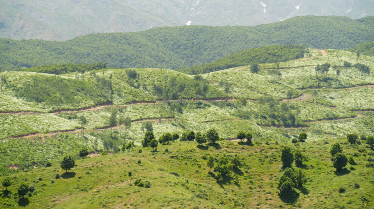 KURDISTAN. Résurrection de la forêt de Shekhan abattue par l’État turc