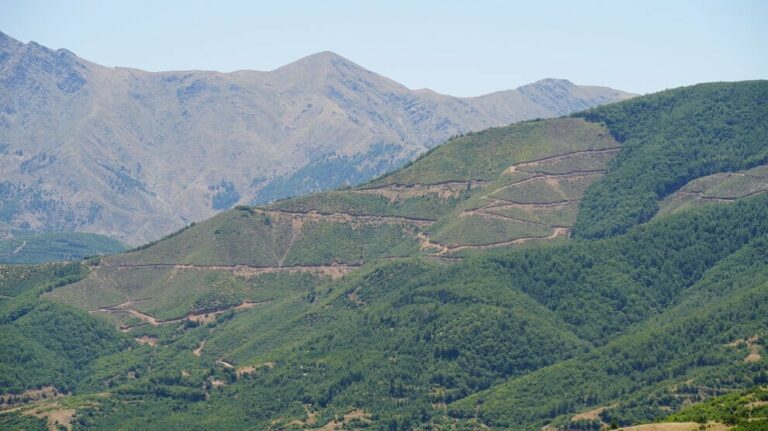 TURQUIE. L’État complice de l’abattage de 40% de la forêt de Bitlis
