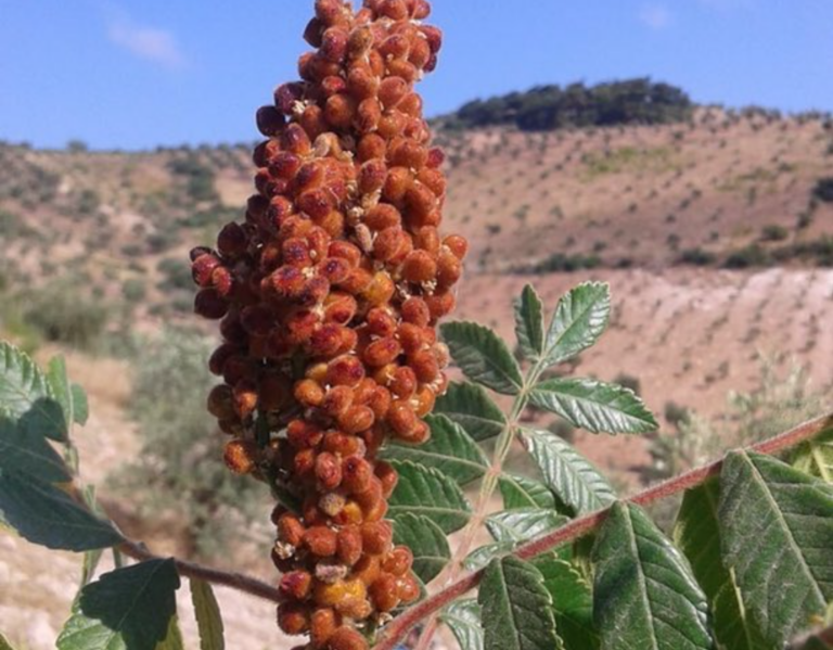 Récoltes exceptionnelles du sumac, « l’or rouge du Kurdistan »