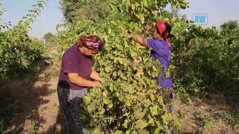 TURQUIE. Un projet humanitaire dirigé par des femmes à Bismîl