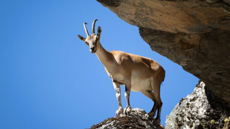 TURQUIE. Massacre de chèvres sauvages à Şirnex
