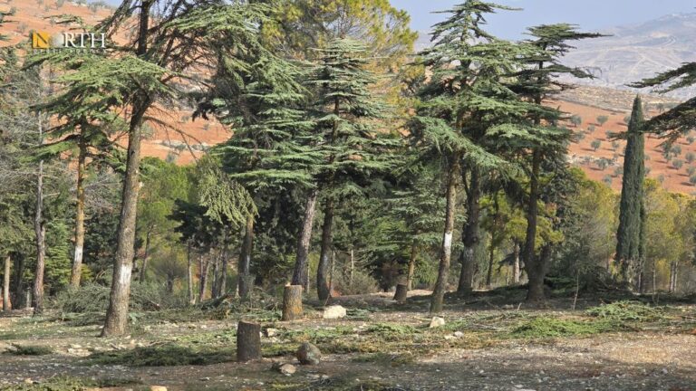 ROJAVA. Les gangs de la Turquie abattent une forêt de cèdres d’Afrin