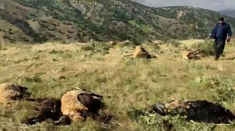 TURQUIE. Des gardes villageois tuent des moutons et menacent des bergers