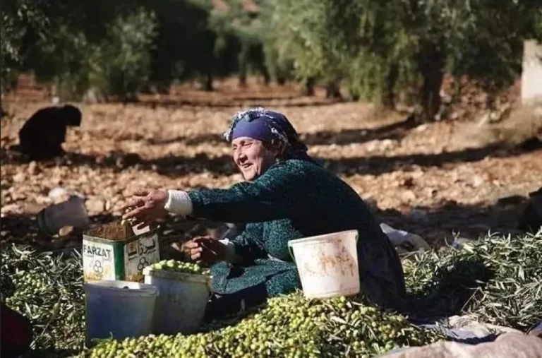 ROJAVA. Les Kurdes revenus à Afrin écrasés par la crise économique